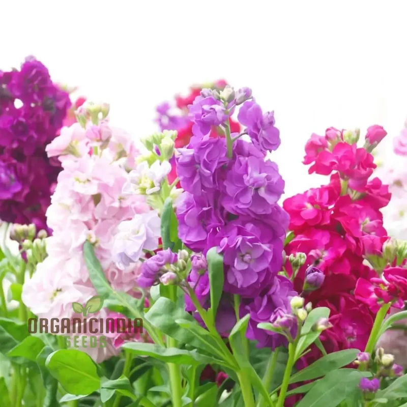 Stock Double Mixed Seeds – Fragrant, Colorful Garden Bloom Variety