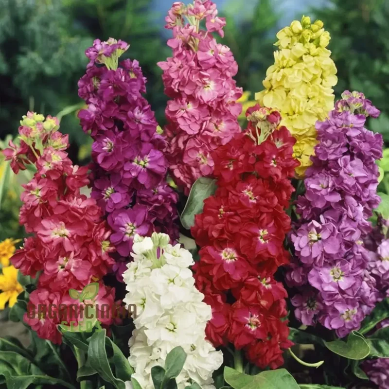 Stock Double Mixed Seeds – Fragrant, Colorful Garden Bloom Variety
