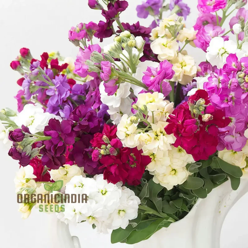 Stock Double Mixed Seeds – Fragrant, Colorful Garden Bloom Variety