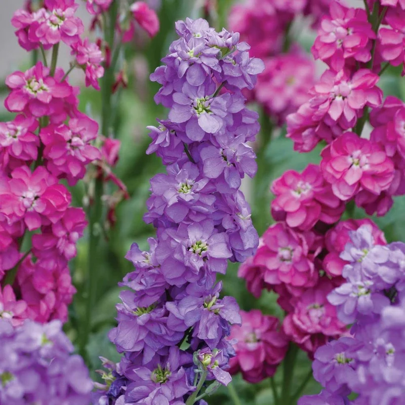 Stock Double Mixed Seeds – Fragrant, Colorful Garden Bloom Variety