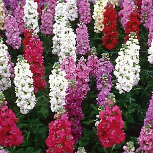 Stock Double Mixed Seeds – Fragrant, Colorful Garden Bloom Variety
