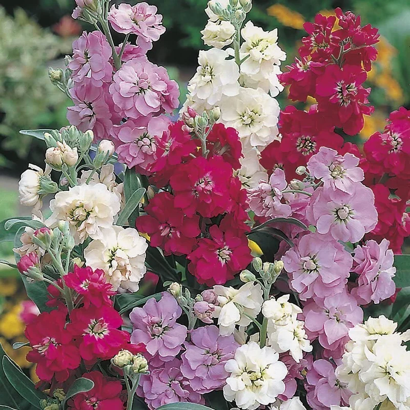 Stock Double Mixed Seeds – Fragrant, Colorful Garden Bloom Variety