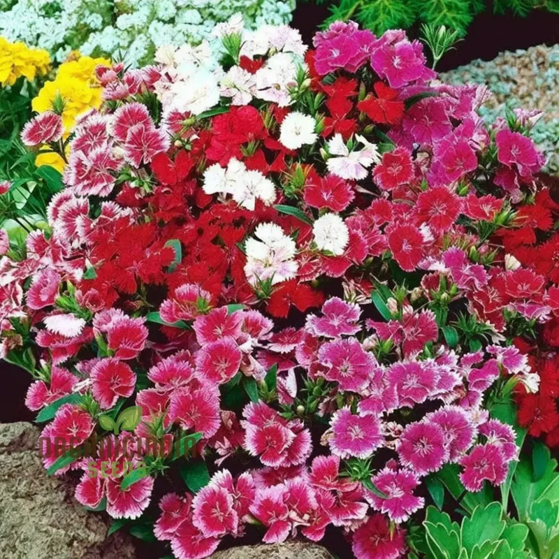 Dianthus Baby Doll Mixed Flower Seeds , Elevate Your Gardening Experience with Delightful, Colorful Blooms