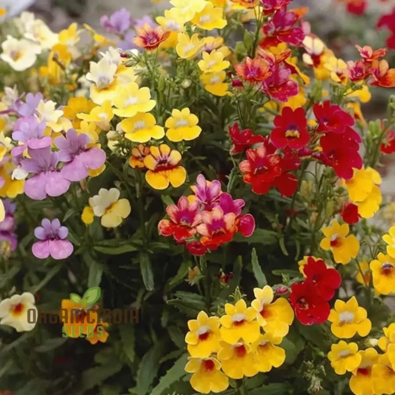 Nemesia Seeds (Nemesia Carnival Mix Seeds) - Colorful Blooms for Festive Garden Displays
