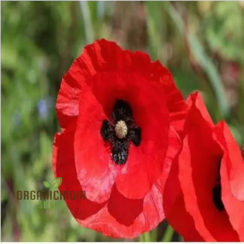 Poppy Red Indian Flower Seeds, Vibrant Blooms, Easy-to-Grow, Perfect for Gardens