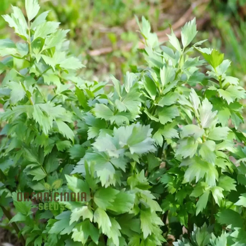 Lovage Seeds – Aromatic, Hardy, and Flavorful Herb for Home Gardens