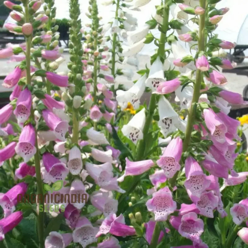 Digitalis Foxglove 'Foxy' Mixed Colors Flower Seeds, Beautiful, Hardy Garden Easy-to-Grow Blooms