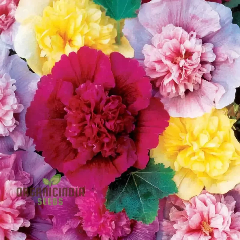 Hollyhock Chater's Double Mixed Seeds - Stunning, Full Blooms for Majestic Garden Displays