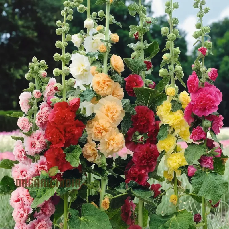 Hollyhock Chater's Double Mixed Seeds - Stunning, Full Blooms for Majestic Garden Displays