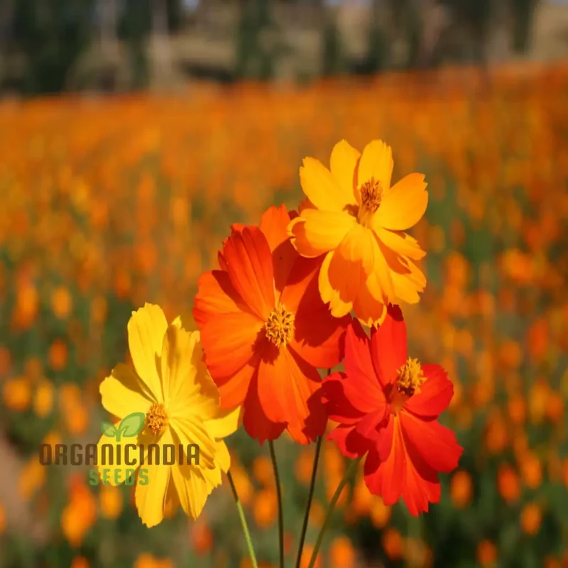 Planting and Gardening with Cosmos Bright Lights Mix Flower Seeds, A Complete Guide to Growing These Vibrant Flower Seeds