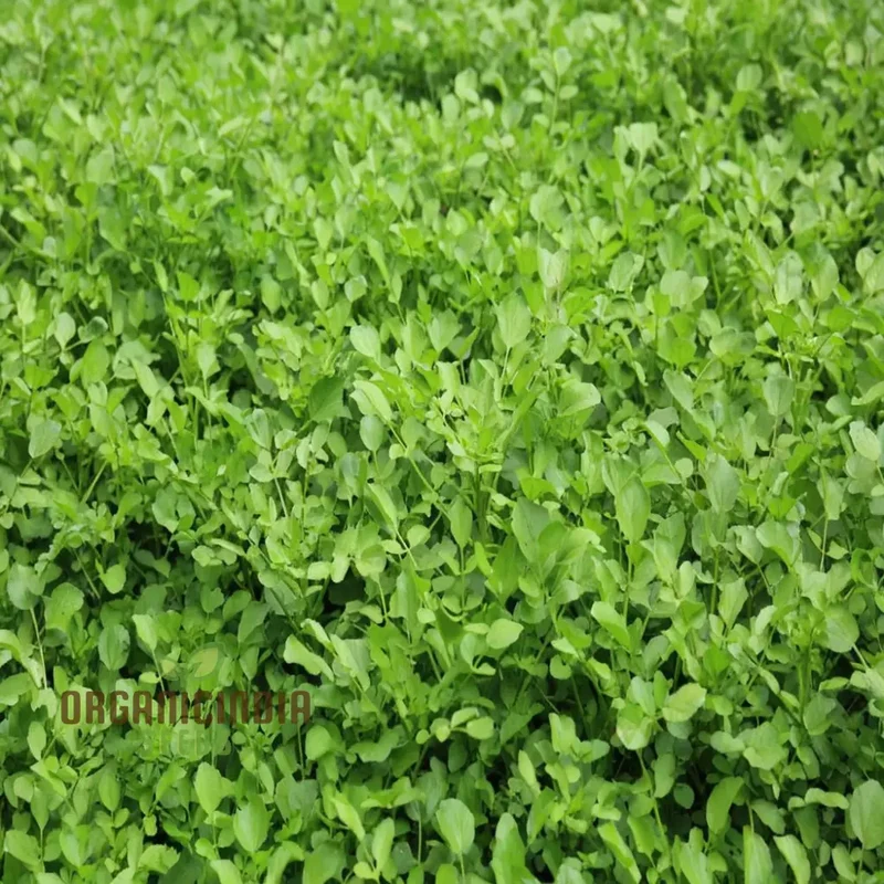 Premium Watercress Vegetable Seeds, Fast-Growing, Non-GMO, High-Yield Garden Seeds