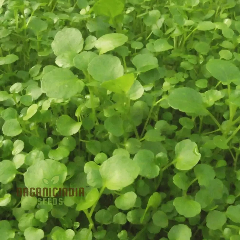 Premium Watercress Vegetable Seeds, Fast-Growing, Non-GMO, High-Yield Garden Seeds