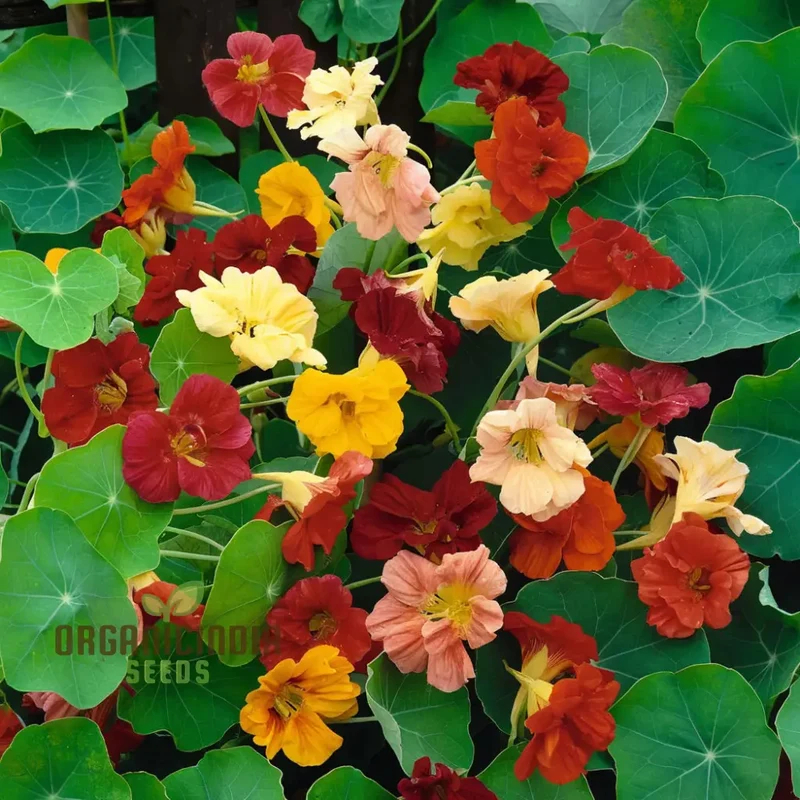 Nasturtium Climbing Gleam Hybrids Seeds – Vibrant Trailing Blooms for Vertical Gardens