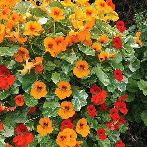 Nasturtium Climbing Gleam Hybrids Seeds – Vibrant Trailing Blooms for Vertical Gardens