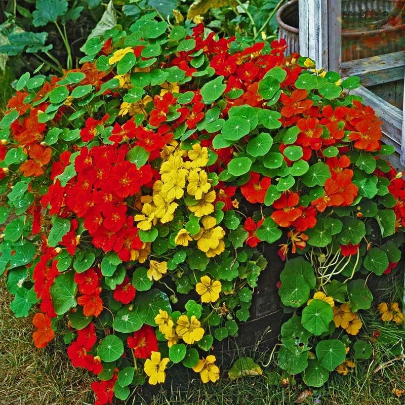 Nasturtium Climbing Gleam Hybrids Seeds – Vibrant Trailing Blooms for Vertical Gardens