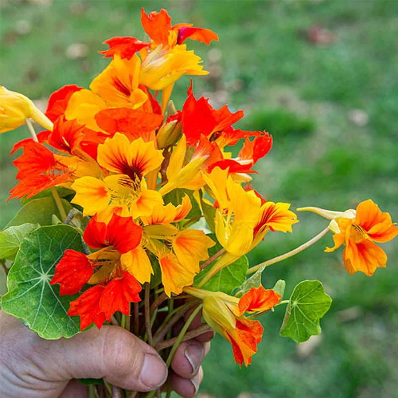 Nasturtium Climbing Gleam Hybrids Seeds – Vibrant Trailing Blooms for Vertical Gardens