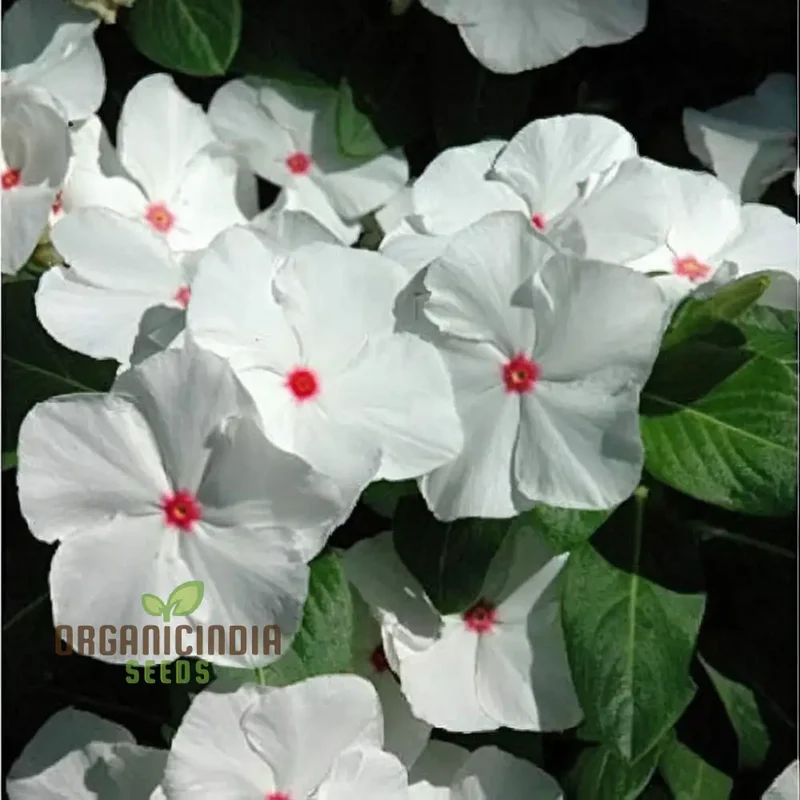 Vinca F1 Nana Seeds – Little Bright Eyes Garden Variety