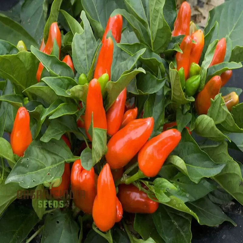 Sweet Pepper Tangerine Dream Vegetable Seeds, Vibrant Color Sweet Flavor Ideal for Gardens