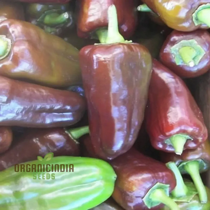 Mini Sweet Pepper Sweetonia Chocolate Vegetable Seeds, Compact Growth Perfect for Containers and Small Gardens