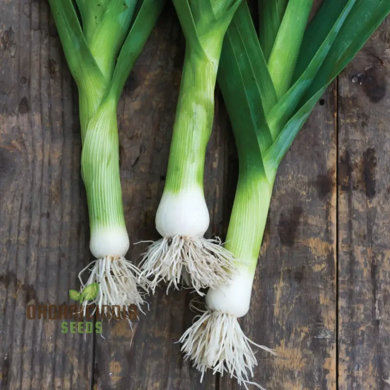 High-Quality Leek Stamford Seeds for Gardening: Premium Vegetable Seeds for Home Gardeners