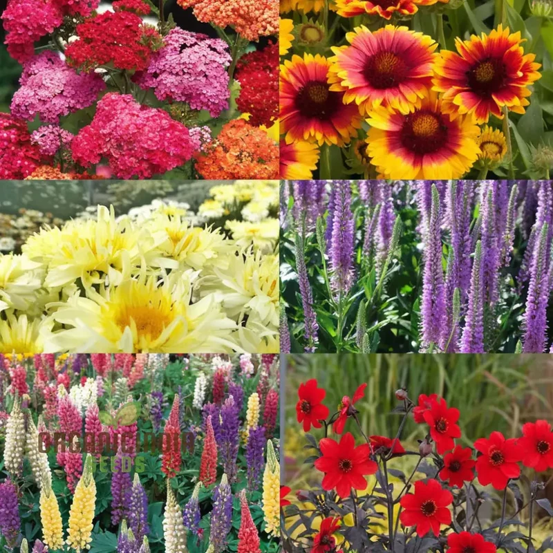 Flower Bulbs (Spring Bulbs Mixed Collection) - Hardy Perennial Cottage Garden Blooms