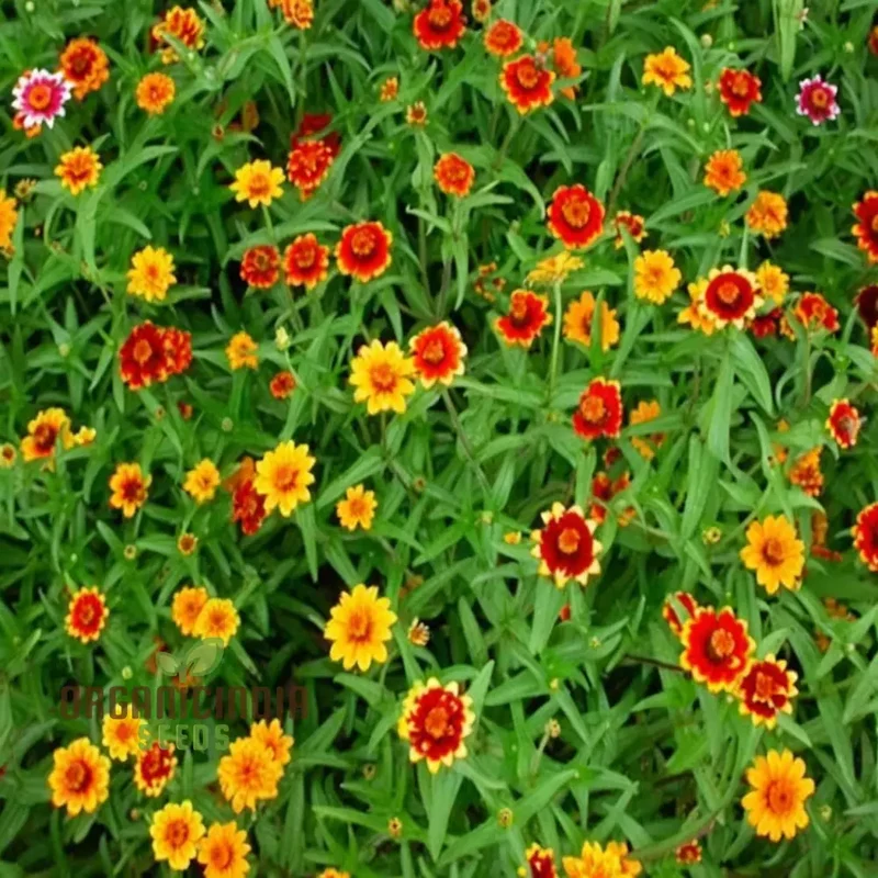 Zinnia Persian Carpet Mixed Flower Seeds, Create a Tapestry of Vibrant Blooms for Your Garden