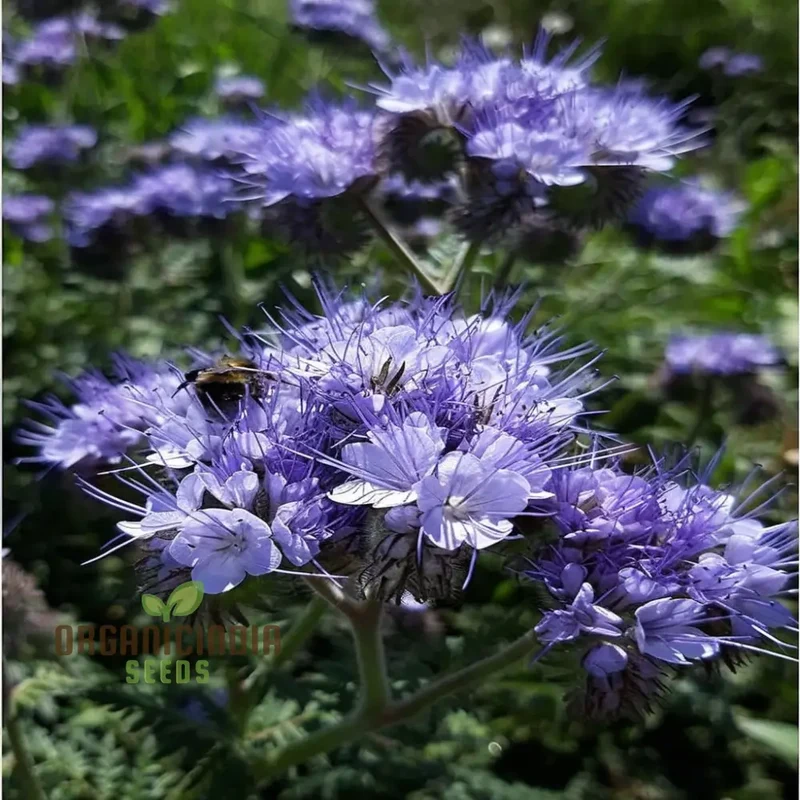 Premium Phacelia Tanacetifolia Seeds – Vibrant Blooms for Eco-Friendly Gardening