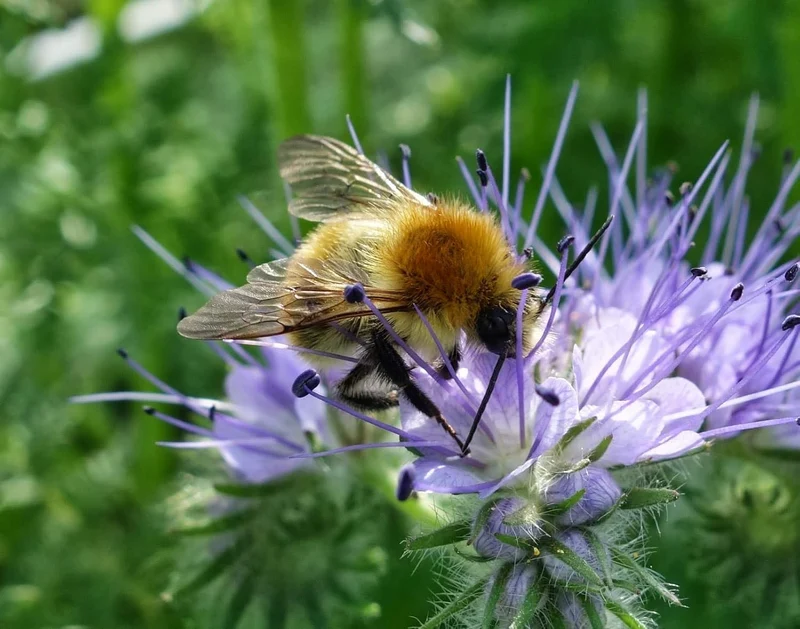 Premium Phacelia Tanacetifolia Seeds – Vibrant Blooms for Eco-Friendly Gardening