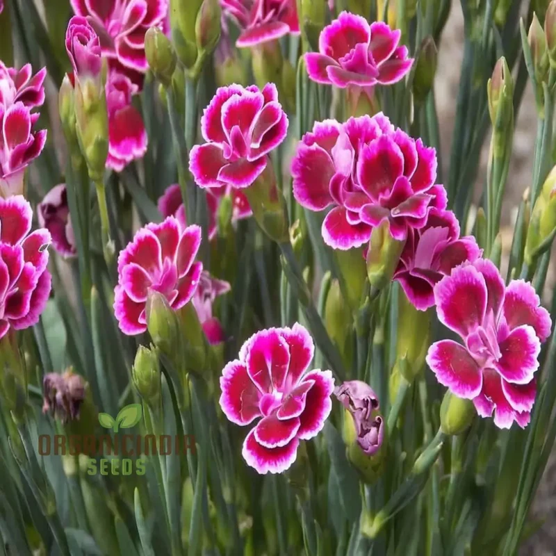 Pink Dianthus caryophyllus Flower Seeds, Delicate and Fragrant Blooms, Charming and Colorful Garden,Easy-to-Grow
