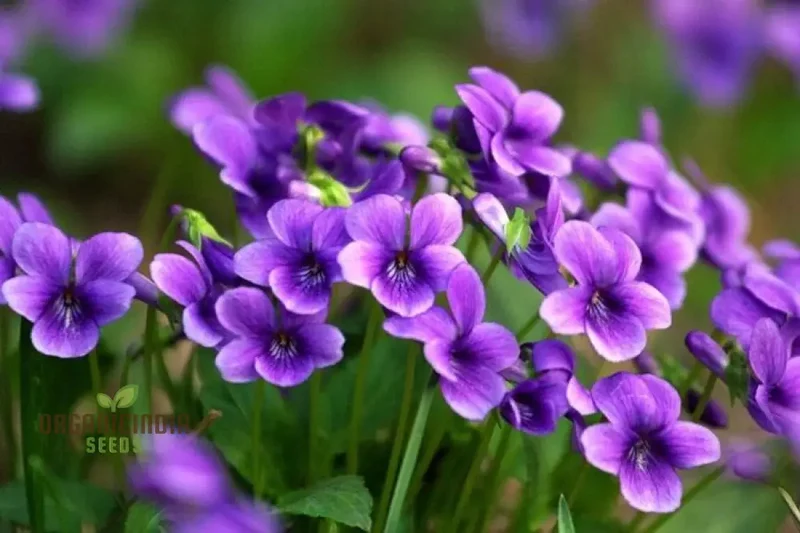 Sweet Violet Viola Philippica Flower Seeds for Planting – Fragrant Purple Blooms for Home Gardens