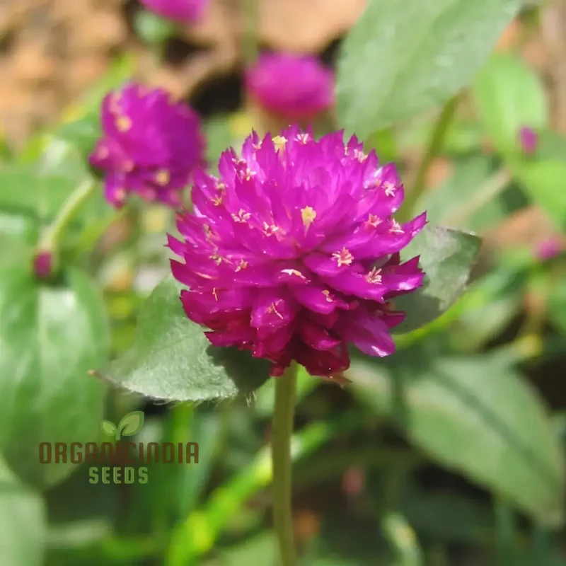 Globe Amaranth Flower Seeds for Planting,Vibrant and Lush Garden