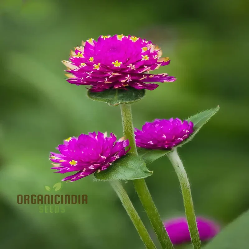 Globe Amaranth Flower Seeds for Planting,Vibrant and Lush Garden