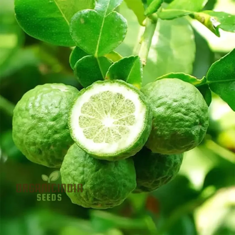Wild Bergamot Seeds - Aromatic Blooms for Lush, Pollinator-Friendly Gardens