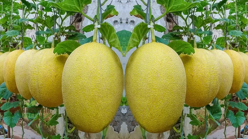 Monumental Vines Cultivating Giant Long Muskmelon Fruit Seeds, Embark on a Gardening Odyssey, Muskmelon Seeds