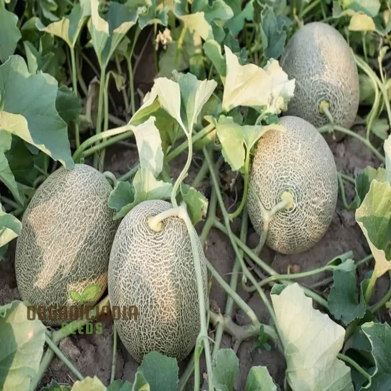 Maximizing Harvests High-Yield Muskmelon Fruit Seeds for Bountiful and Flavorful Melons