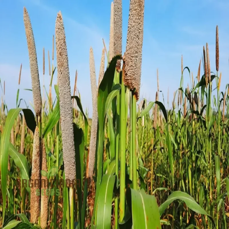 Millet Seeds, Innovative Recipes Showcasing the Nutritional Power of Millet Seeds