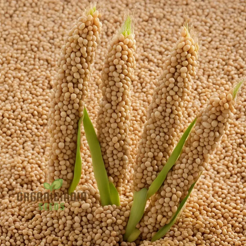 Golden Harvest Millet Vegetable Seeds, Nutrient-Rich Brown Top Millet Seeds for Sustainable Farming and Nutritious Staples