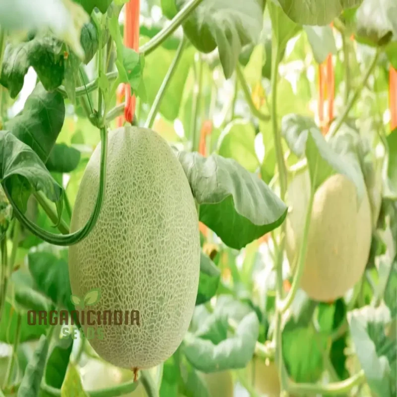 Exquisite Yellow Round Muskmelon Fruit Seeds, Perfect for Lush, Sweet Harvests