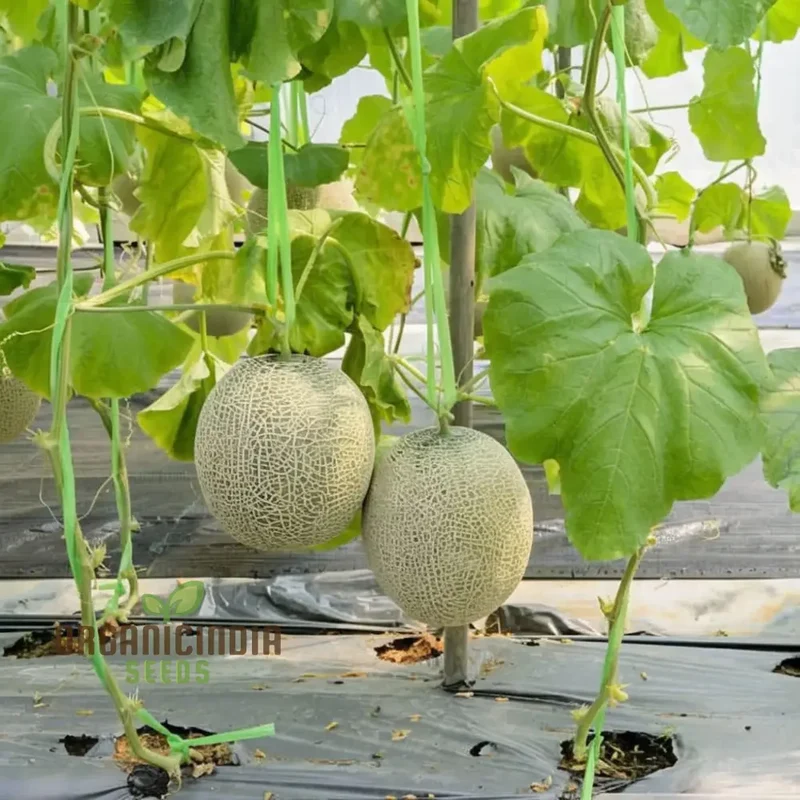 Green Muskmelon Seeds, Smooth fruit Planting Seeds For Plant Gardening