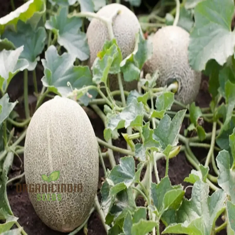 Green Muskmelon Seeds, Smooth fruit Planting Seeds For Plant Gardening