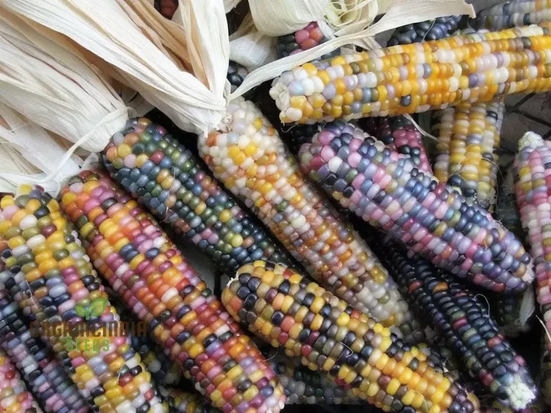 Radiant Gem Corn Seeds, Grow Your Own Ornamental Gem Corn vegetable Seeds
