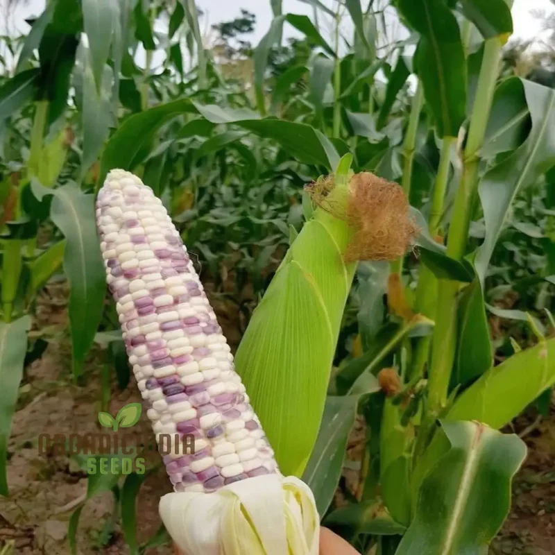 Radiant Gem Corn Seeds, Grow Your Own Ornamental Gem Corn vegetable Seeds