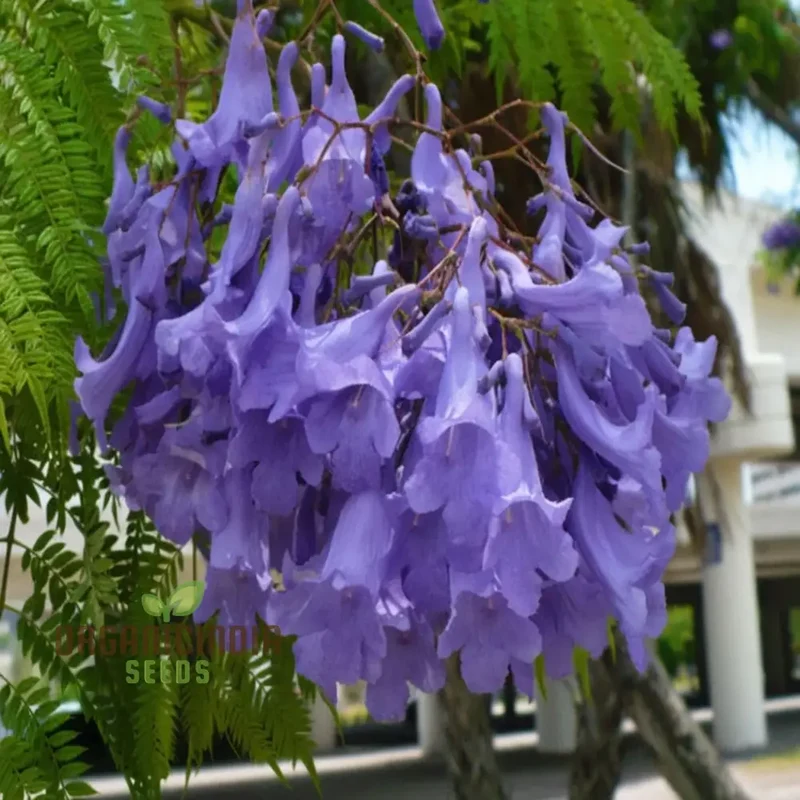 Mimosifolia Fern Tree Seeds – Tropical Landscape Gardening