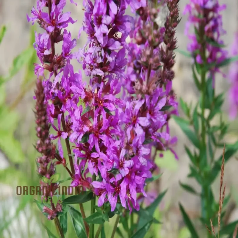 Purple Loosestrife Flower Seeds - Graceful Blooms for Charming Wetland Gardens