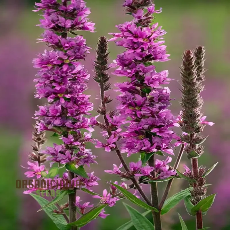Purple Loosestrife Flower Seeds - Graceful Blooms for Charming Wetland Gardens