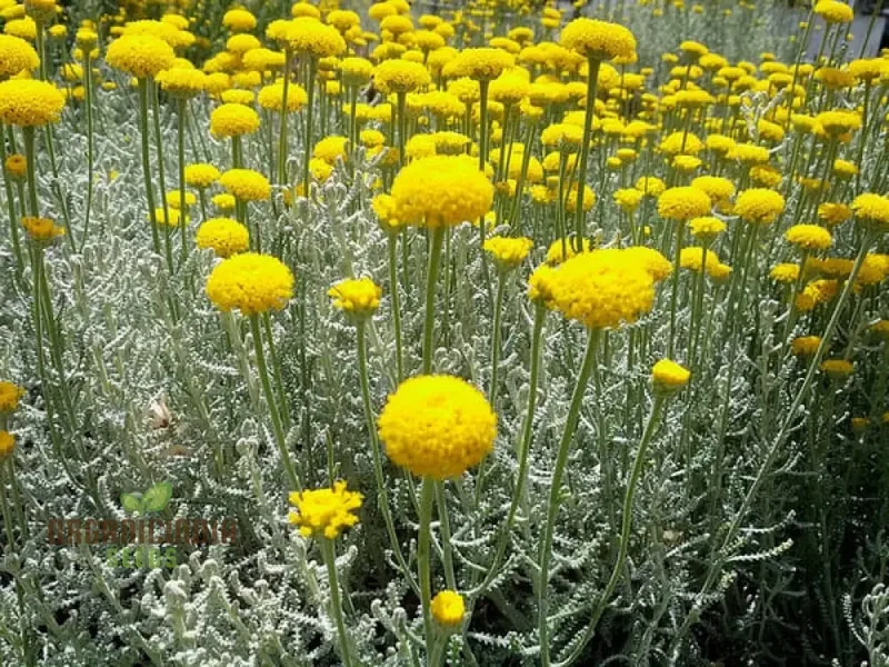 Santolina Seeds (Cotton Lavender Seeds) - Fragrant Hardy Blooms for Borders & Landscapes