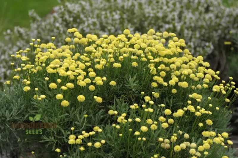 Santolina Seeds (Cotton Lavender Seeds) - Fragrant Hardy Blooms for Borders & Landscapes