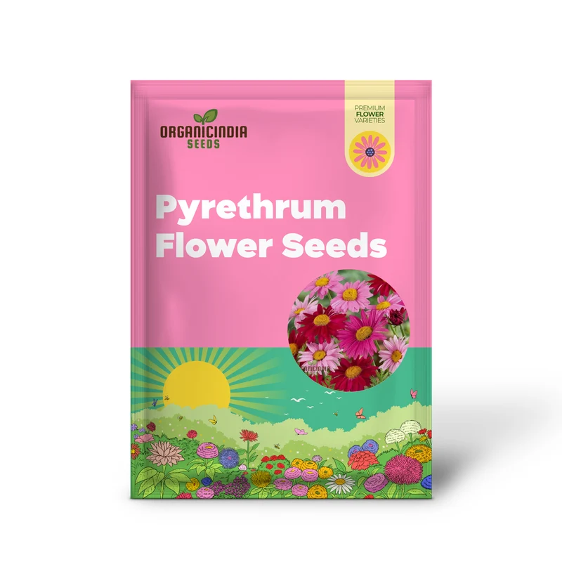 Premium Mix Colour Pyrethrum Seeds – Vibrant Garden Blooms