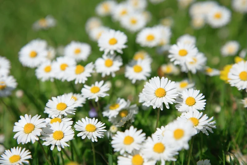 Premium Mix Colour Pyrethrum Seeds – Vibrant Garden Blooms