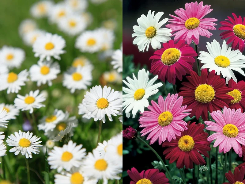 Premium Mix Colour Pyrethrum Seeds – Vibrant Garden Blooms